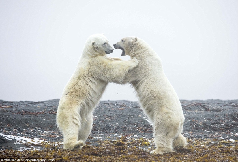 The animal kingdom, as you have not seen it yet: racing, fighting and tenderness