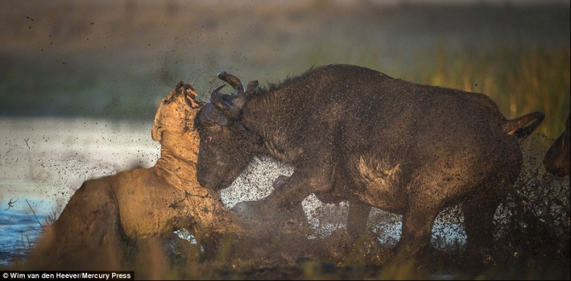 The animal kingdom, as you have not seen it yet: racing, fighting and tenderness