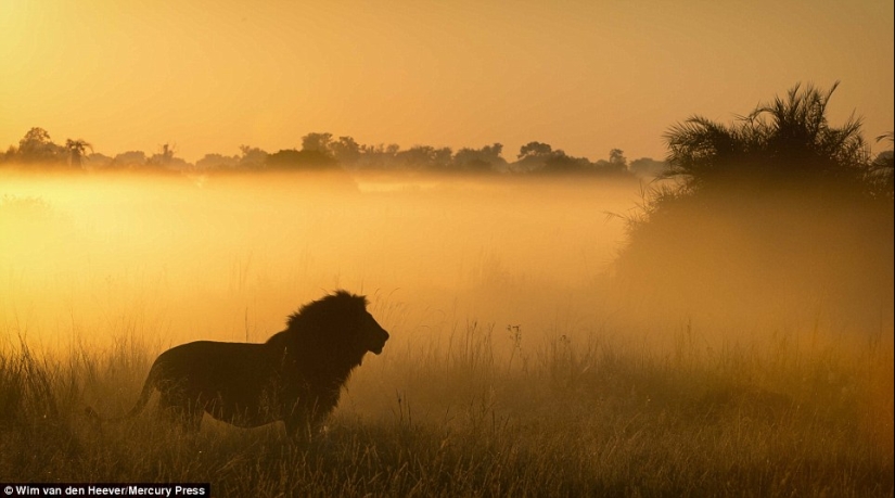 The animal kingdom, as you have not seen it yet: racing, fighting and tenderness