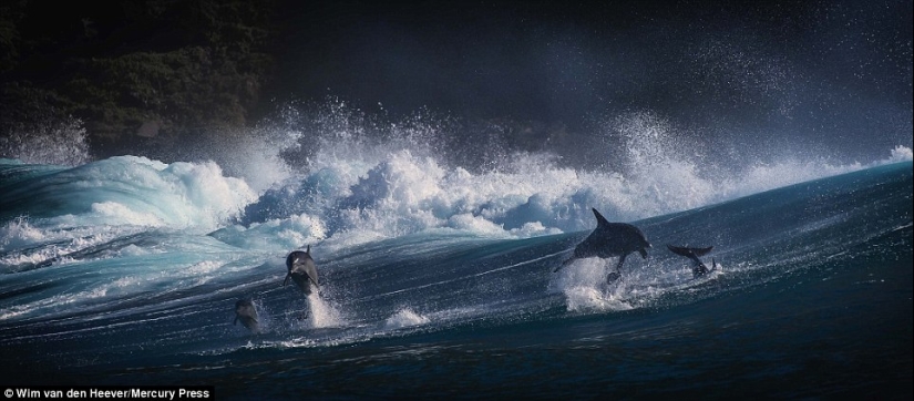 The animal kingdom, as you have not seen it yet: racing, fighting and tenderness