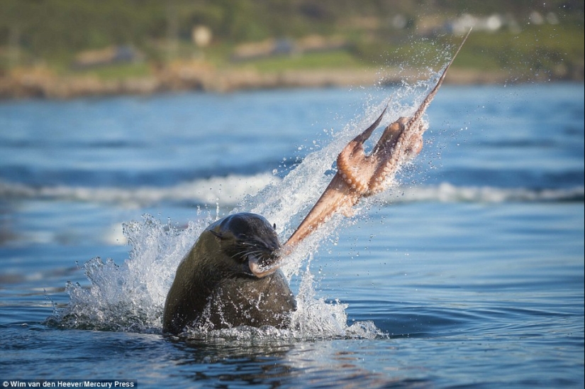 The animal kingdom, as you have not seen it yet: racing, fighting and tenderness