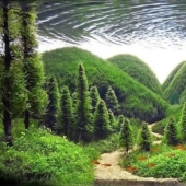 The art of aquariums — amazing underwater landscapes