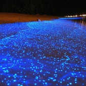 The beauty of the glowing beaches, like the starry sky