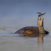 The Best 15 Photographs Of 2024, As Shared By Siena International Photo Awards