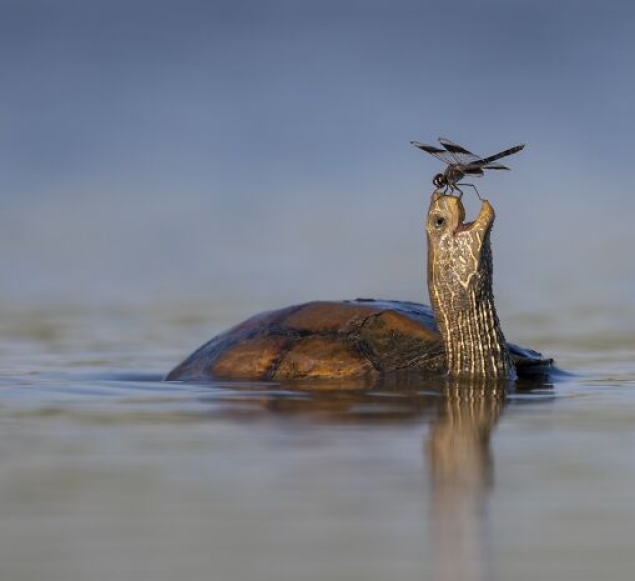 The Best 15 Photographs Of 2024, As Shared By Siena International Photo Awards