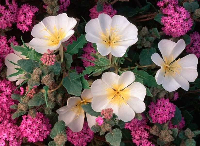 The blooming desert of Anza-Borrego