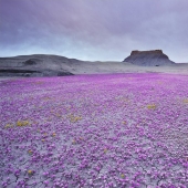 The blooming desert of Anza-Borrego