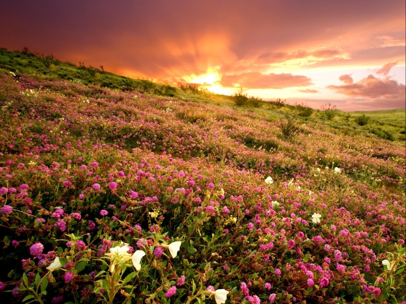 The blooming desert of Anza-Borrego