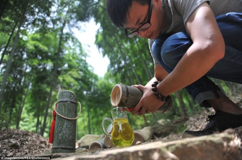 The Chinese have learned how to produce medicinal alcohol inside a live bamboo