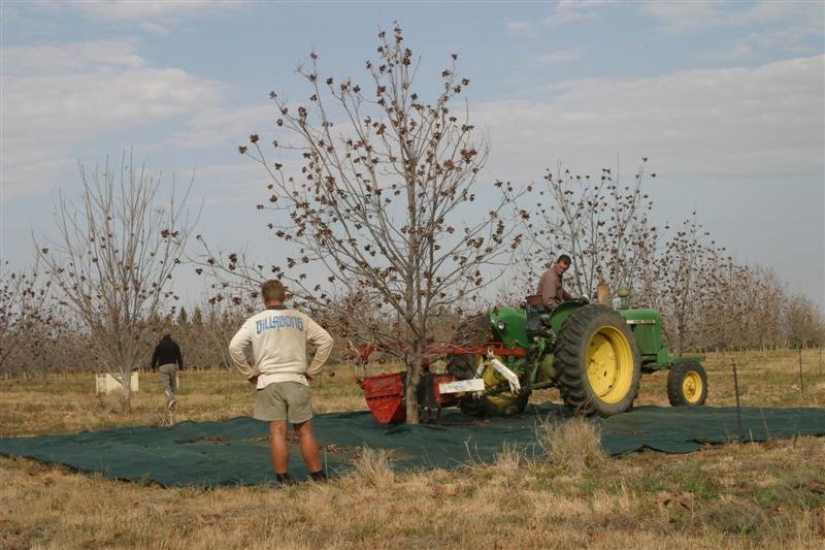 The city of Orania is an example of white self-organization in the conditions of black racism