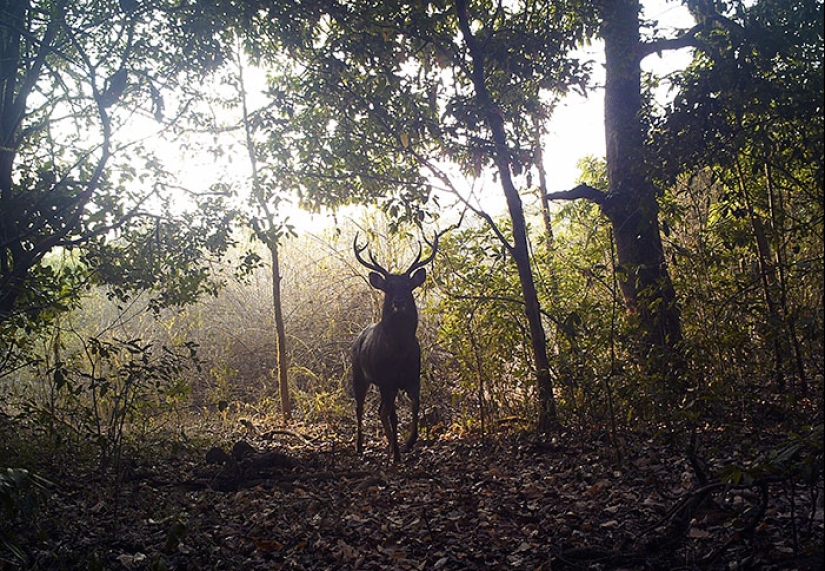 The couple spent 30 years restoring the reserve, replanting the rainforest