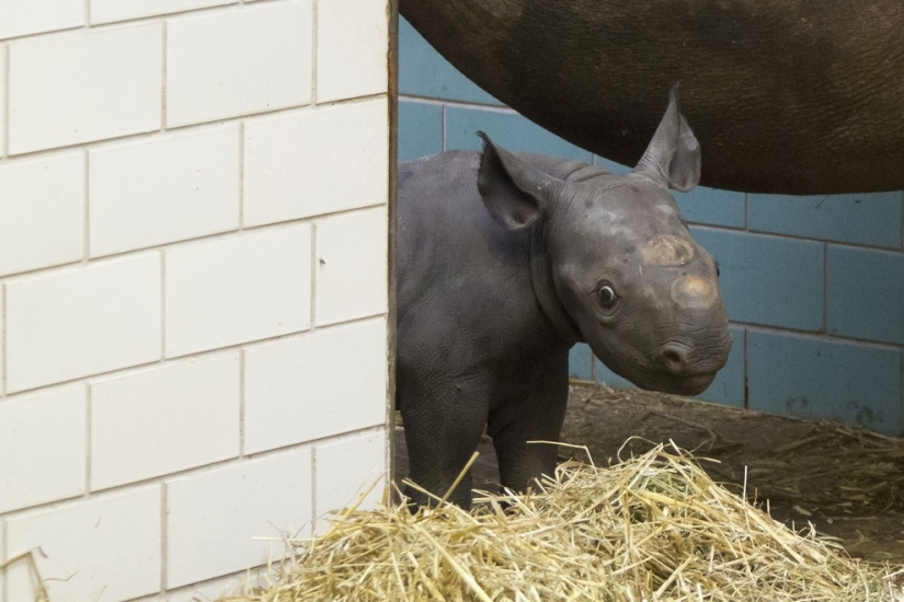 The cutest baby animals