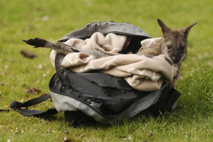 The cutest baby animals