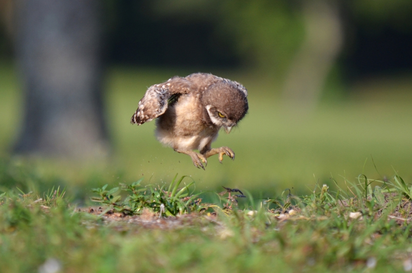 The cutest baby animals