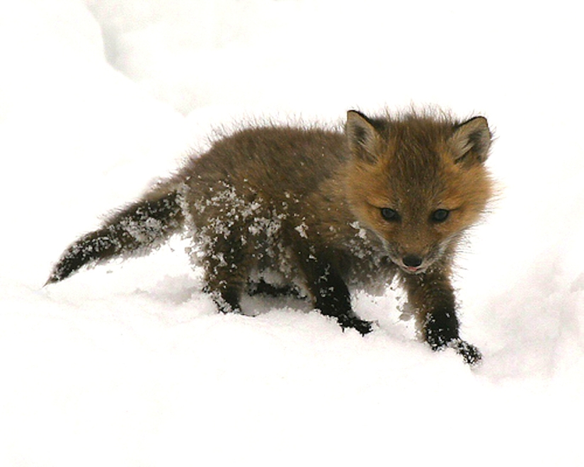 The cutest baby animals