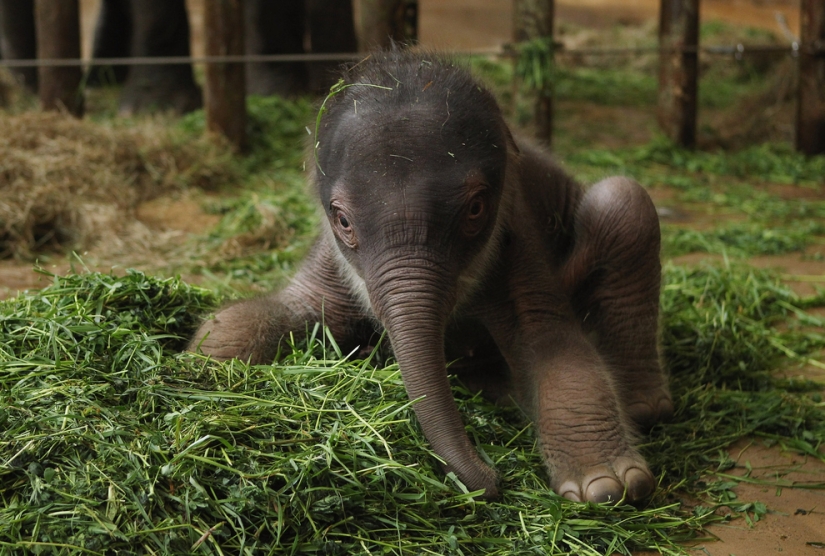 The cutest baby animals