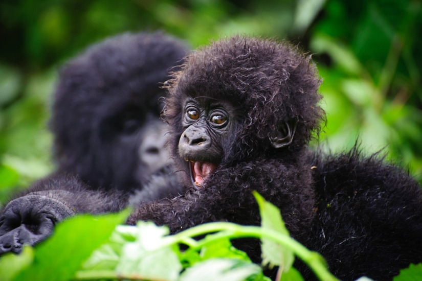 The cutest baby animals