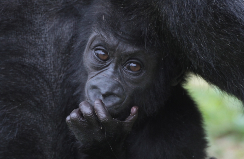 The cutest baby animals