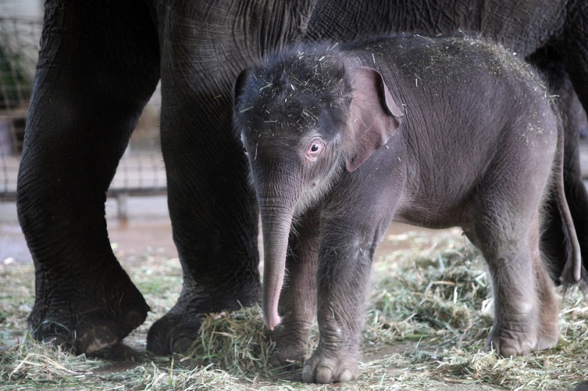 The cutest baby animals