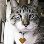 The cutest cross-eyed cat named Spangles