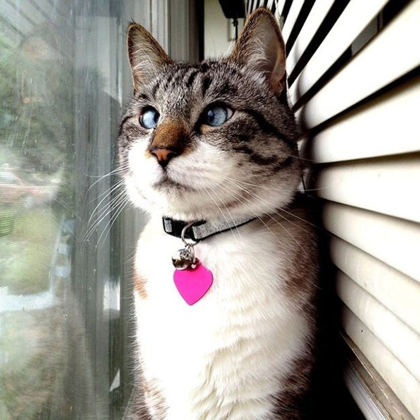 The cutest cross-eyed cat named Spangles