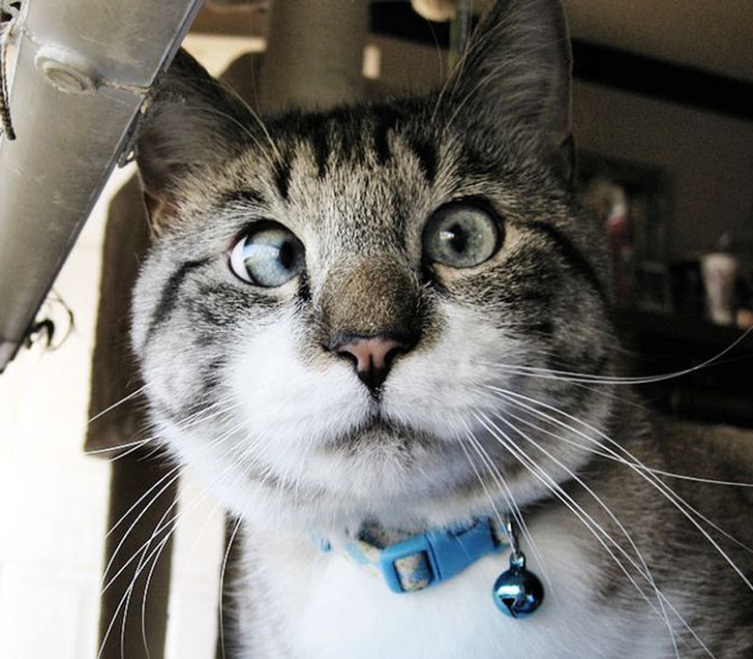 The cutest cross-eyed cat named Spangles