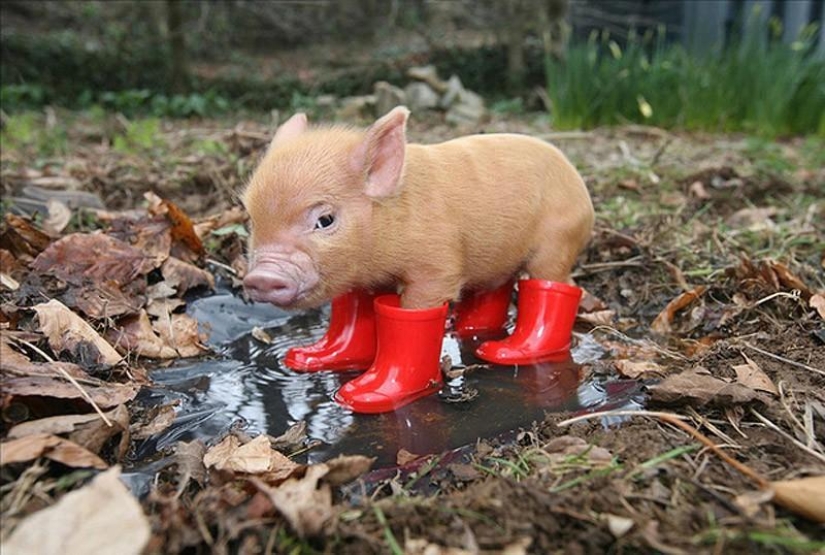 The funniest photos of mini piglets