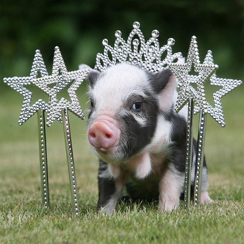 The funniest photos of mini piglets