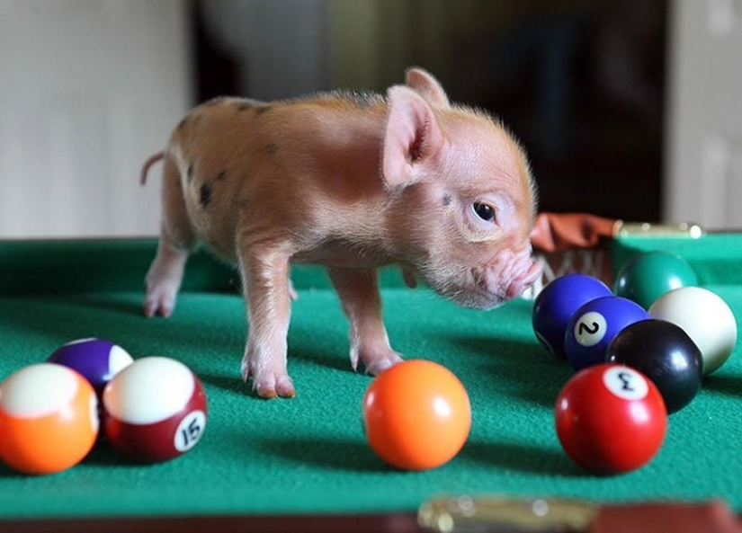 The funniest photos of mini piglets