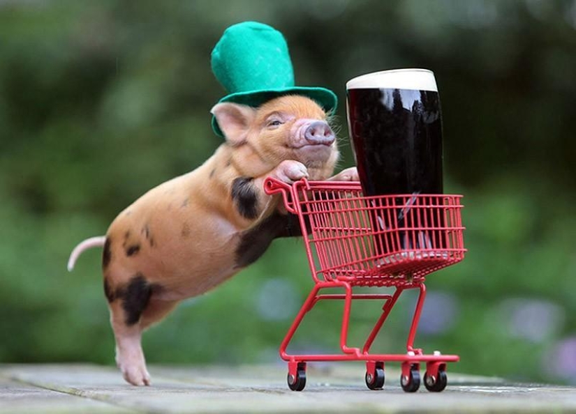 The funniest photos of mini piglets