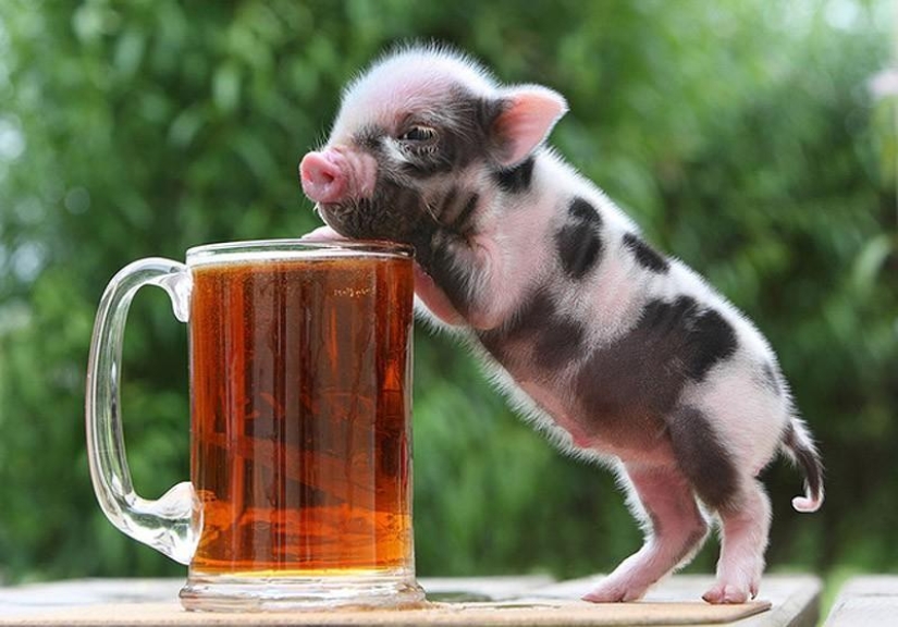 The funniest photos of mini piglets