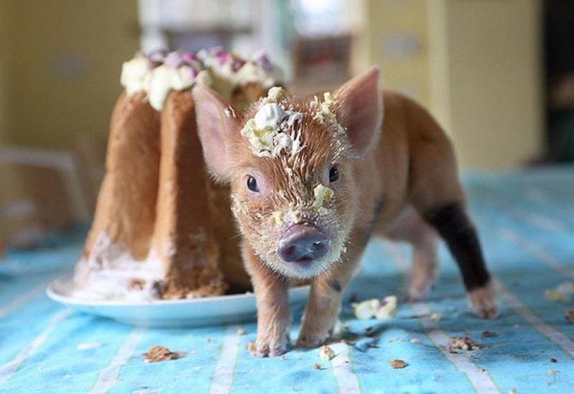 The funniest photos of mini piglets