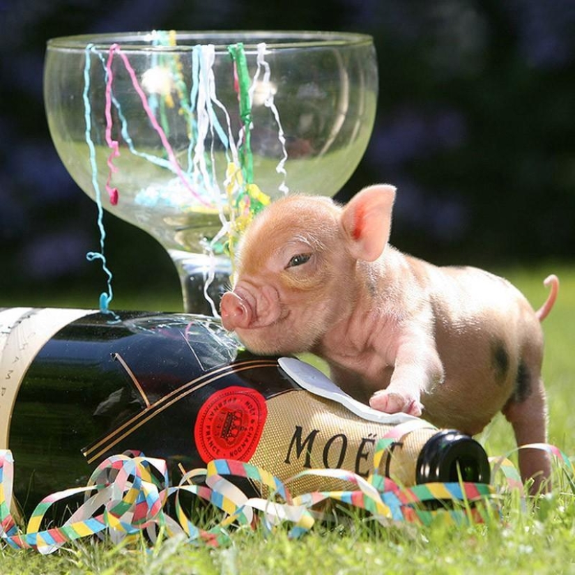 The funniest photos of mini piglets