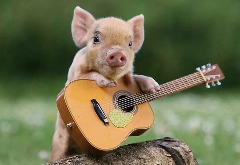 The funniest photos of mini piglets