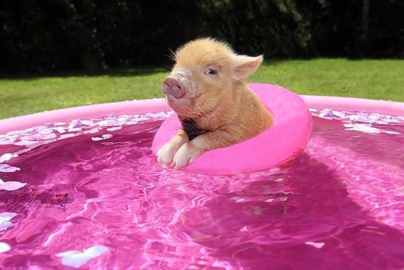 The funniest photos of mini piglets