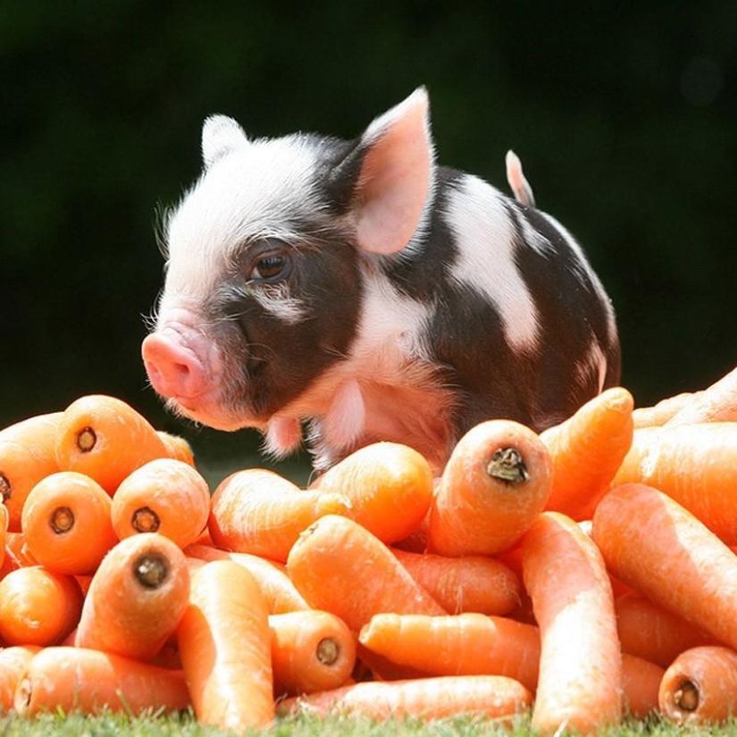 The funniest photos of mini piglets