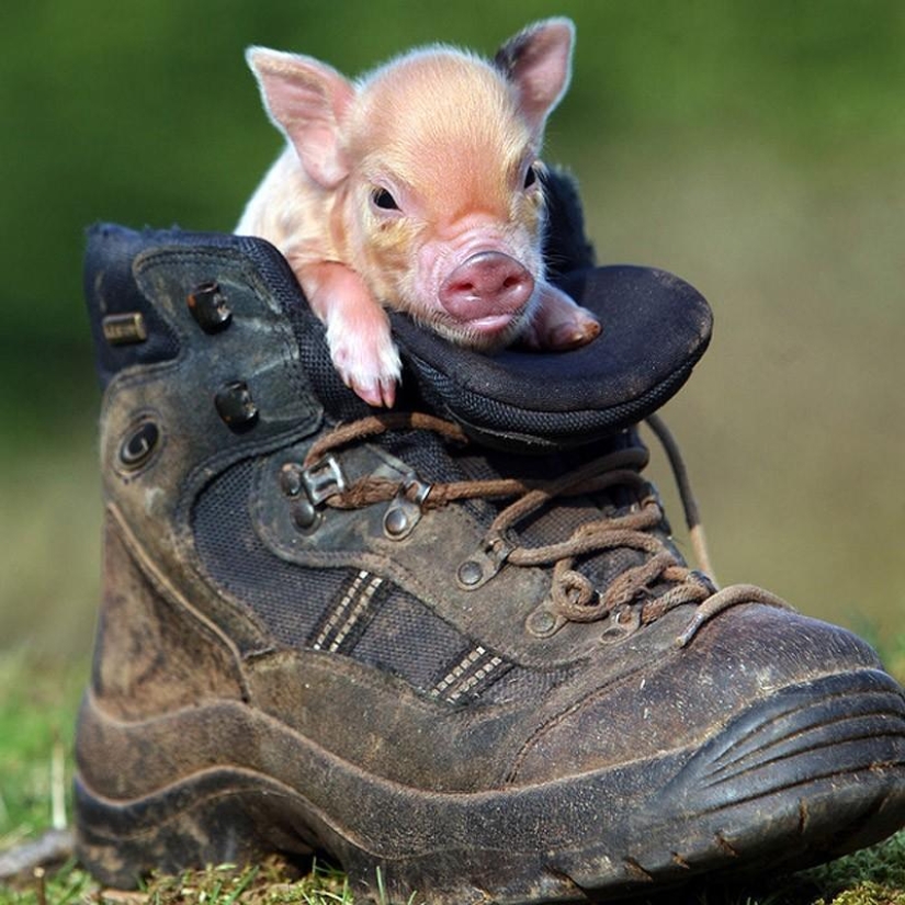 The funniest photos of mini piglets