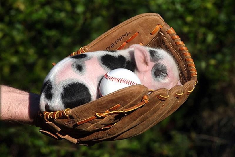 The funniest photos of mini piglets