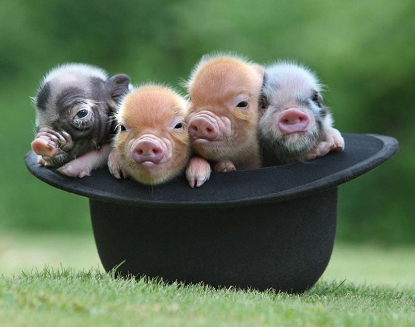 The funniest photos of mini piglets