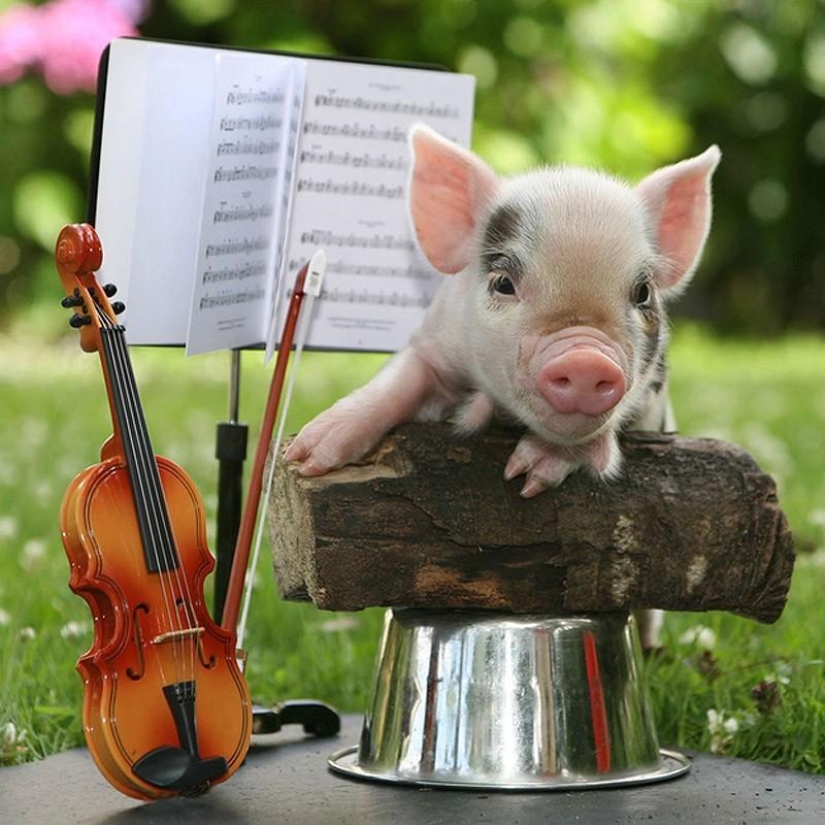 The funniest photos of mini piglets