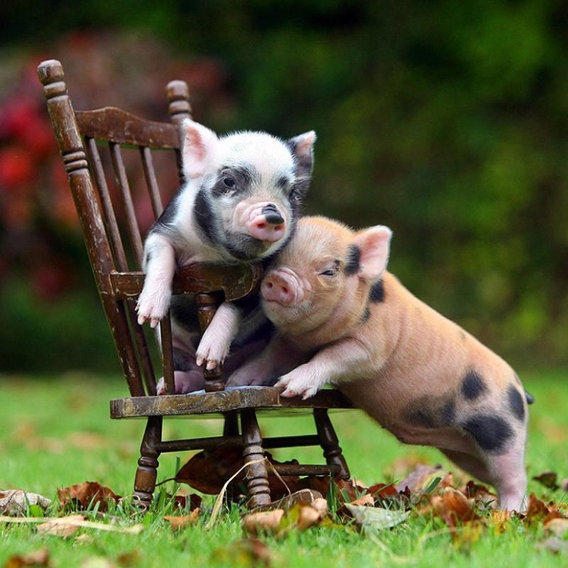 The funniest photos of mini piglets