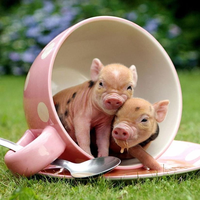 The funniest photos of mini piglets