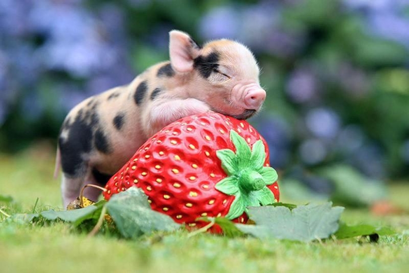 The funniest photos of mini piglets