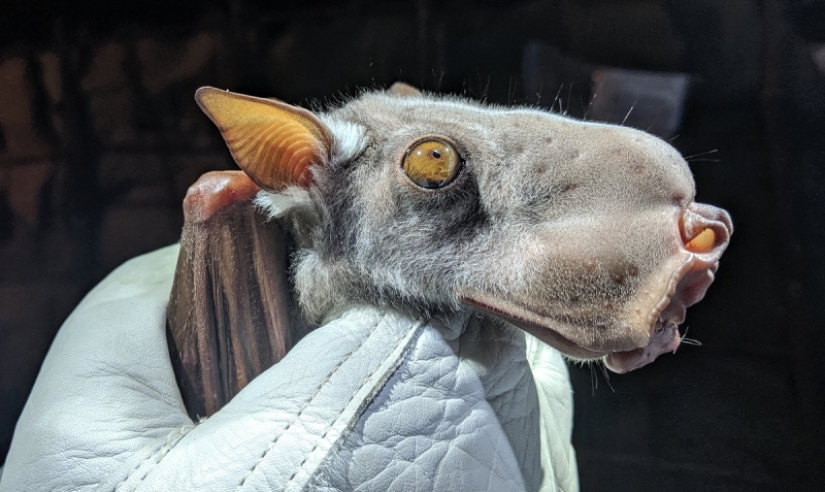 The hammerhead fruit bat is a strange bat with a dog&#39;s face.