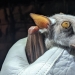 The hammerhead fruit bat is a strange bat with a dog&#39;s face.