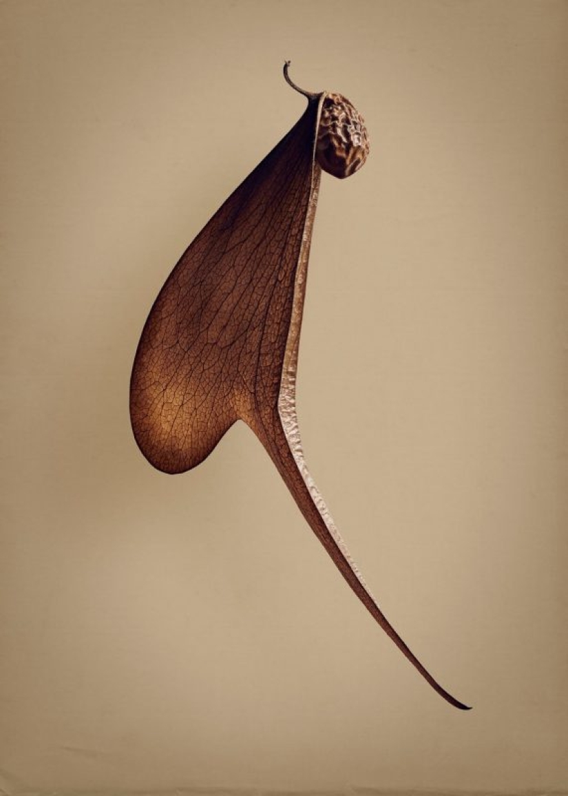 The hidden beauty of seeds and fruits by British photographer Levon Biss