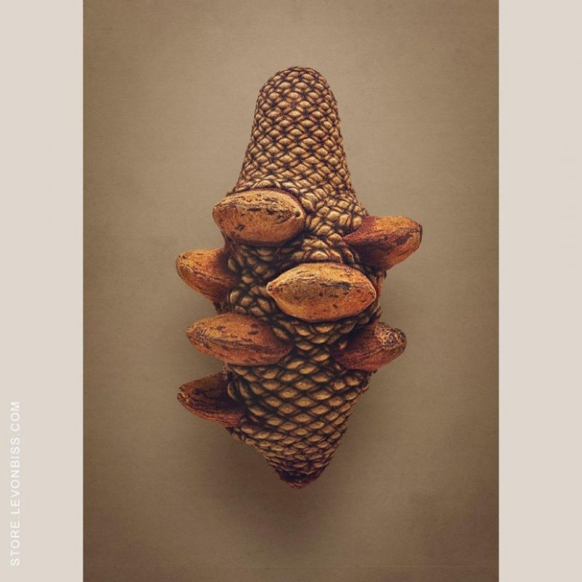 The hidden beauty of seeds and fruits by British photographer Levon Biss