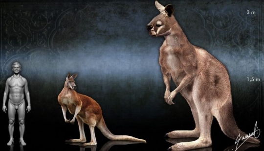 The hoofed kangaroo procoptodon is an extinct giant of Australia