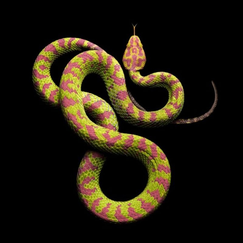 The incredible beauty of venomous snakes in Mark Light's photo project