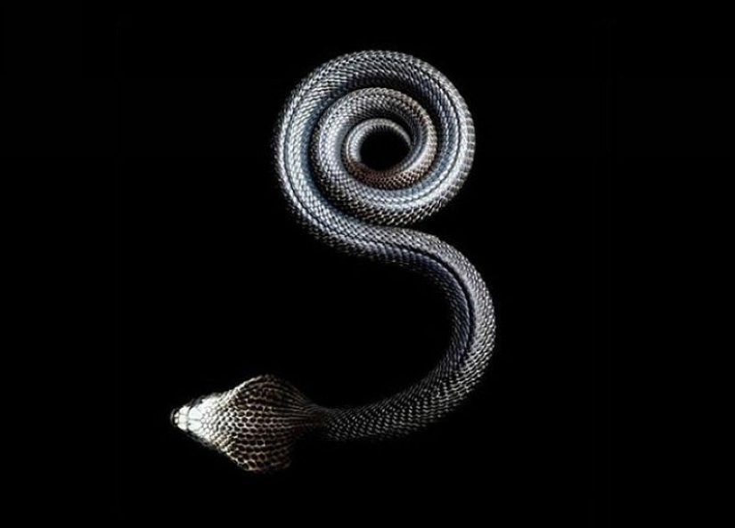 The incredible beauty of venomous snakes in Mark Light's photo project